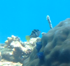 Paraluteres prionurus