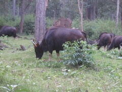 Bos gaurus