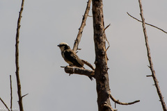 Eurocephalus ruppelli