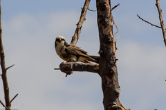 Eurocephalus ruppelli