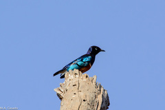 Lamprotornis superbus