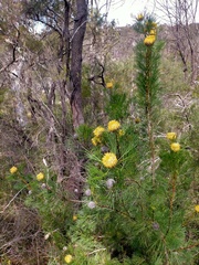 Isopogon anethifolius