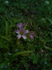 Oxalis debilis