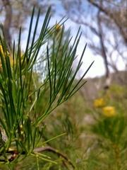 Isopogon anethifolius