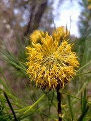 Isopogon anethifolius