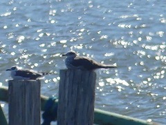 Larus fuscus