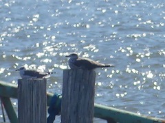 Larus fuscus