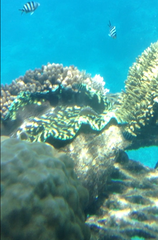 Tridacna derasa