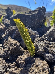 Polypodium pellucidum