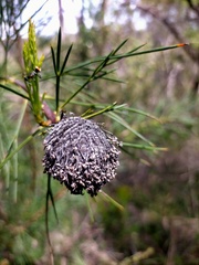 Isopogon anethifolius