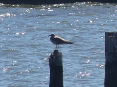 Larus fuscus