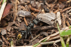 Myrmecia gilberti