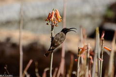 Chalcomitra senegalensis