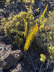 Polypodium pellucidum