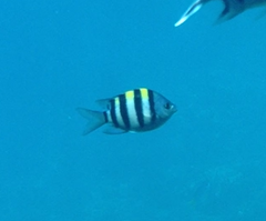 Abudefduf vaigiensis
