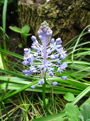 Hyacinthoides italica