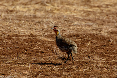 Pternistis leucoscepus