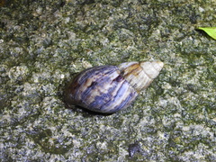 Lissachatina immaculata