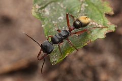 Myrmecia chrysogaster