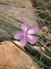 Dianthus ciliatus