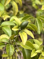 Murraya paniculata