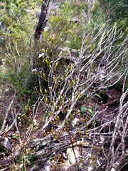 Stylidium laricifolium