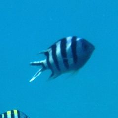 Abudefduf sexfasciatus