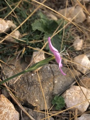 Dianthus ciliatus
