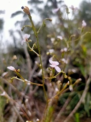 Stylidium laricifolium