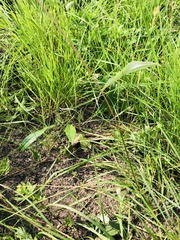 Helichrysum allioides
