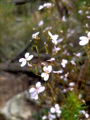 Stylidium laricifolium
