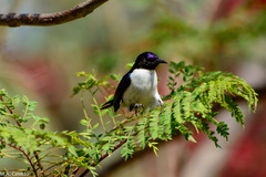 Anthreptes orientalis