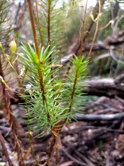 Stylidium laricifolium