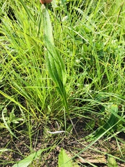 Helichrysum allioides