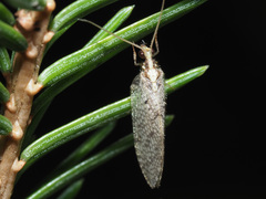 Hemerobius