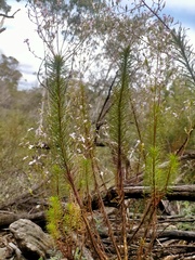Stylidium laricifolium