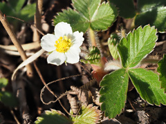 Fragaria moschata