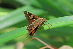 Trapezites symmomus