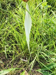 Helichrysum allioides