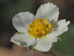 Fragaria moschata