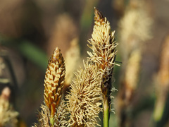 Carex caryophyllea