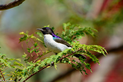 Anthreptes orientalis