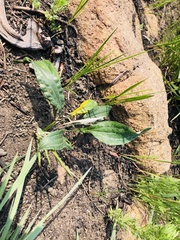 Helichrysum allioides