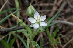 Spergularia media