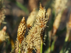 Carex caryophyllea