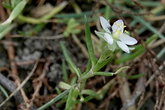 Spergularia media