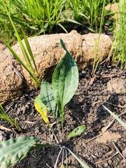 Helichrysum allioides