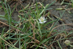 Spergularia media