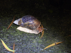 Lissachatina immaculata