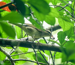 Phylloscopus magnirostris